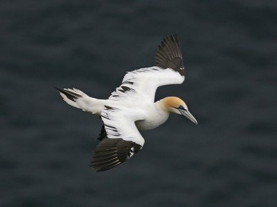 4th-year Gannet