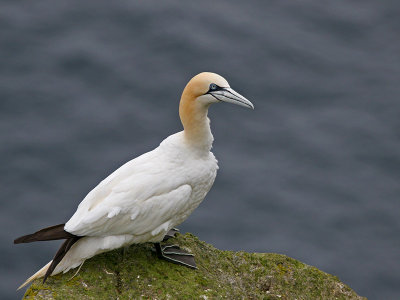 Adult Gannet