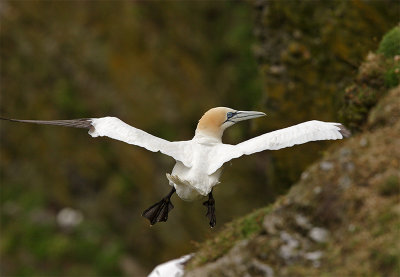 Adult Gannet in flight