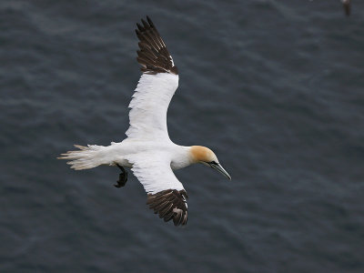 Adult Gannet in flight