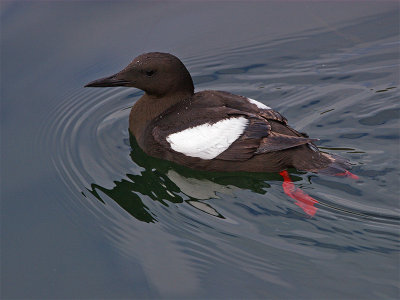 Black Guillemot