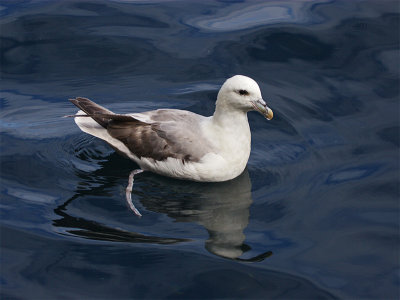 Fulmar