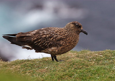 Great Skua