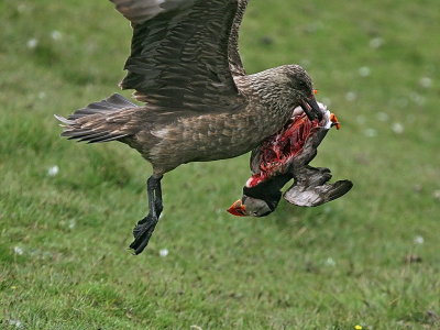 Great Skua with Puffin