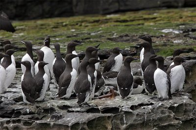 Guillemots