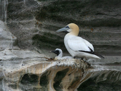 Gannet with fledgling