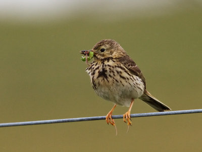 Meadow Pipit