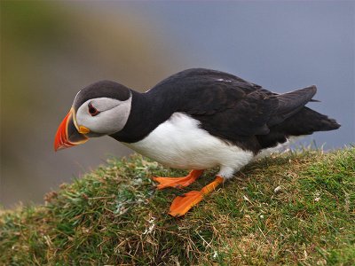 Puffin