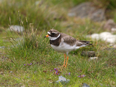 Ringed Plover