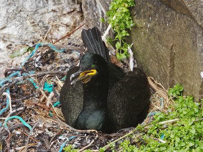 Shag on nest
