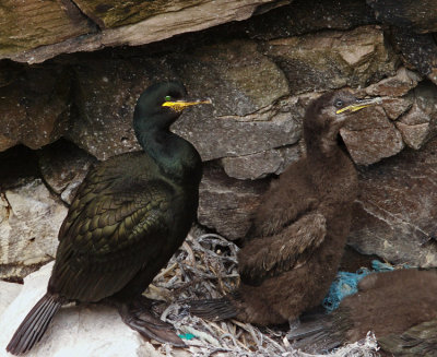 Shag with fledling