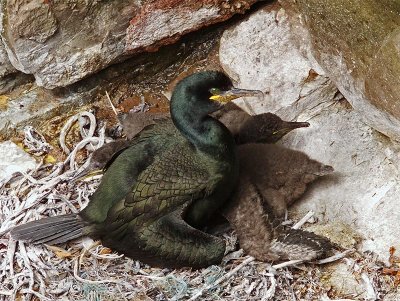 Shag with two fledlings