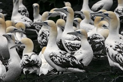 Group of immature Gannets