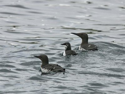 Guillemot pair with juvenile