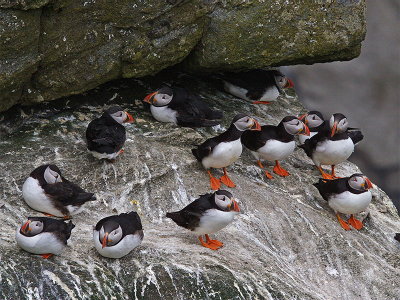 Group of Puffins