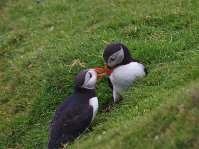 Puffins