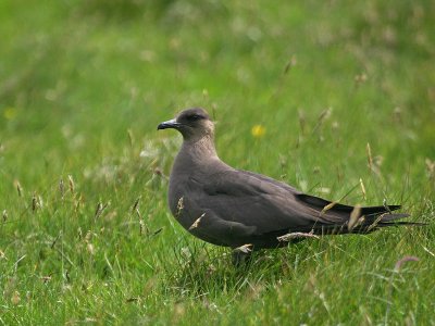 Arctic Skua