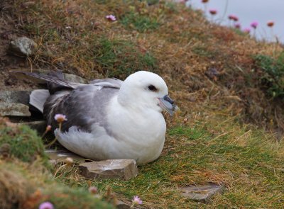 Fulmar