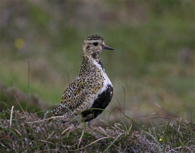 Golden Plover with breeding plumage