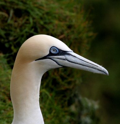 Gannet portrait