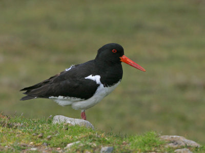 Oystercatcher