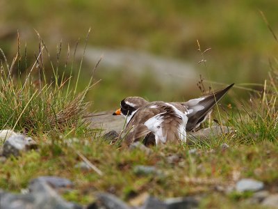 Ringed Plover using a show