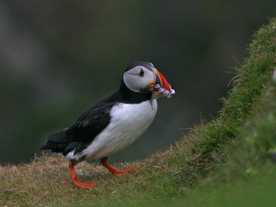 Puffin with drangling fish