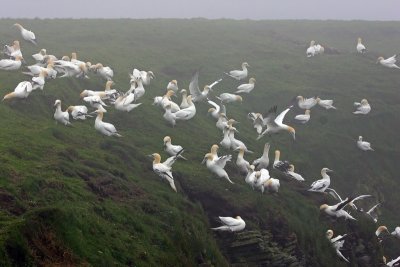 Gannets in the fog