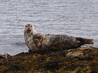 Grey Seal