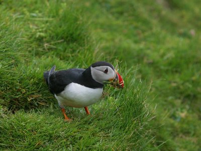 Puffin with grass