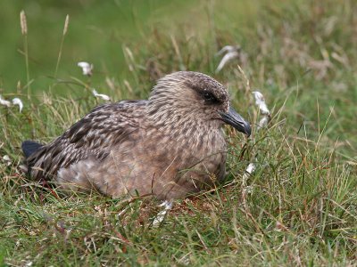 Great Skua