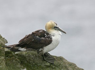 2nd-year Gannet