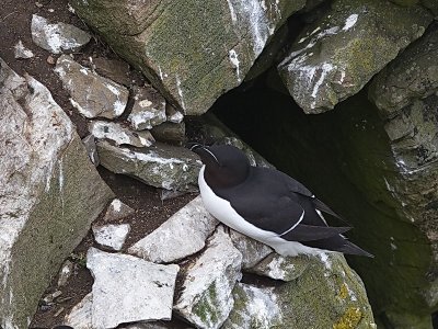 Razorbill