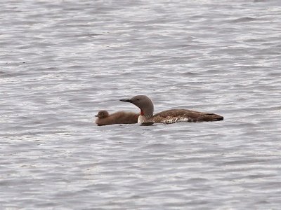 Red-throated Diver with juvenile