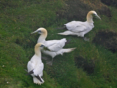 Gannets with grass