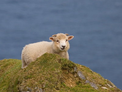 Lamb on the cliff