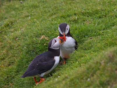 Puffins