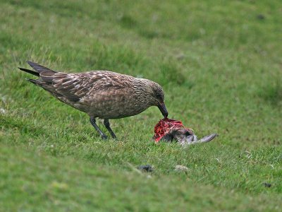 Great Skua eating a Puffin