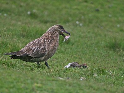 Great Skua eating a Puffin