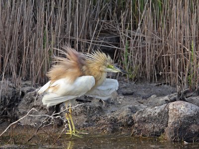 Squacco Heron