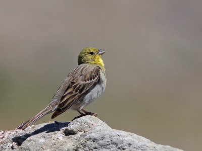 Cinereous Bunting