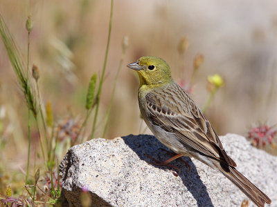Cinereous Bunting