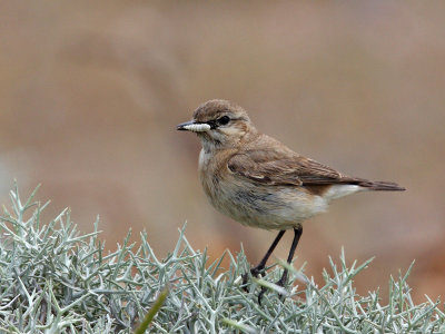 Isabelline Wheatear