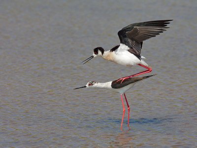 Black-winged Stilt mating