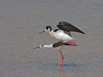 Black-winged Stilt mating