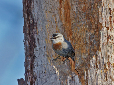 Krper's Nuthatch