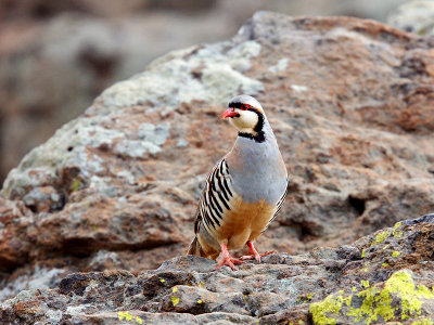 Chukar