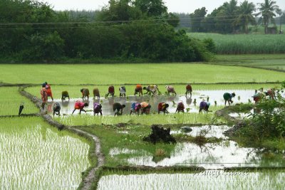 21-Harvesting the rice crop