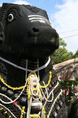 19-Nandi in Chamundi Hills