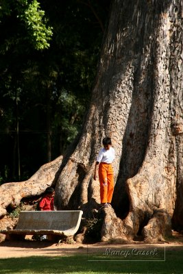 20-Boys play beneath a huge tree